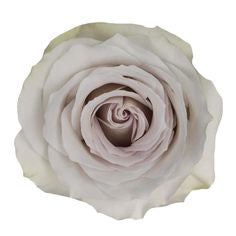 Roses, Lavender Earl Grey
