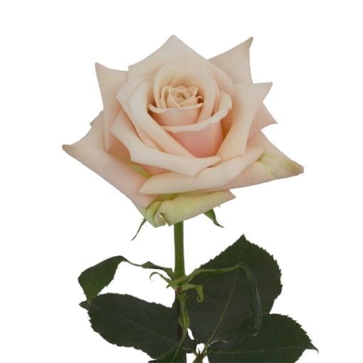 Roses, Sahara