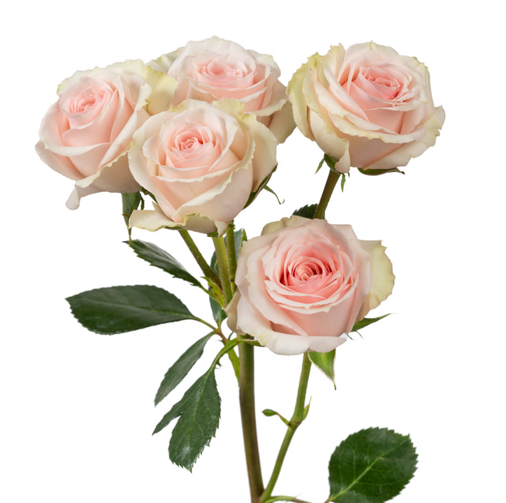 Rose, Spray, Light, Pink – DaisyDIYFlowers