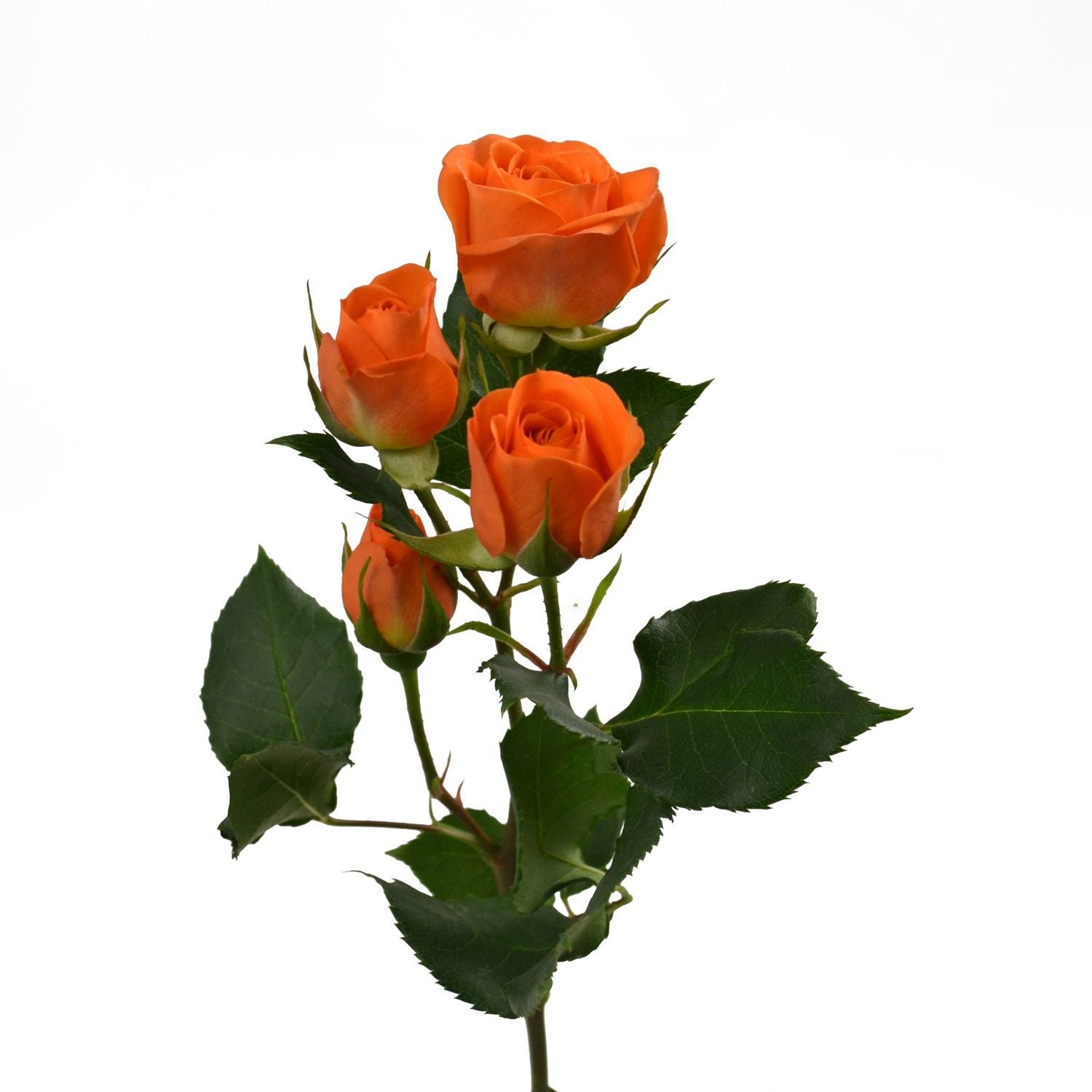 Spray Rose, Orange – DaisyDIYFlowers