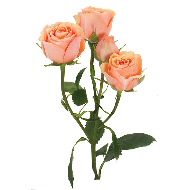 Three Peach Roses Peach Bulk Wedding Flowers - Peach Spray Roses – DaisyDIYFlowers