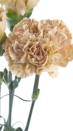 Carnations, Terracotta, Miniature