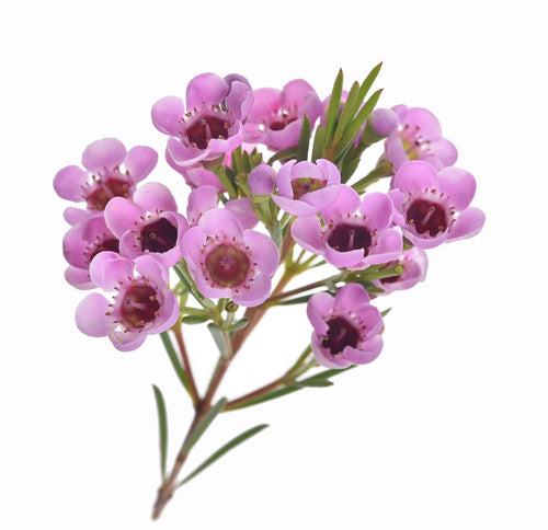 Wax Flower, Lavender