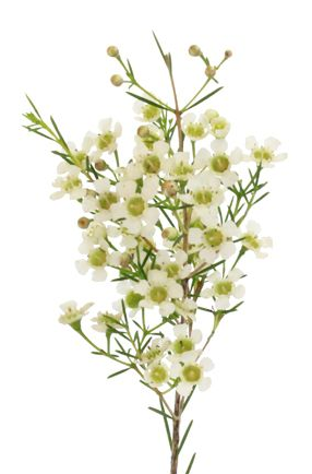 Wax Flower, White