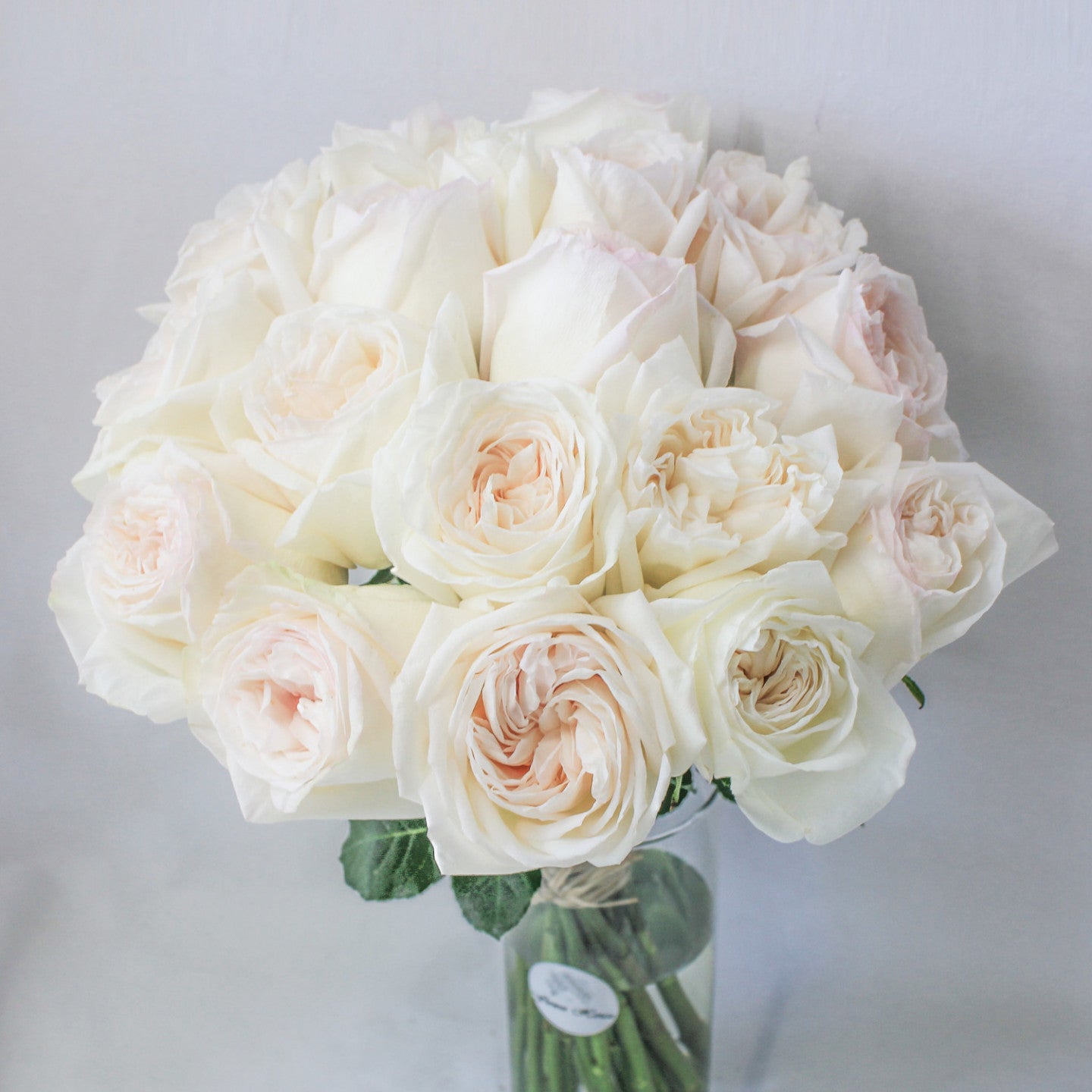 Roses, Garden, White O'Hara