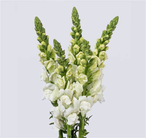 Snapdragon, White