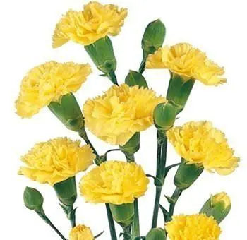 Carnations, Miniature, Yellow