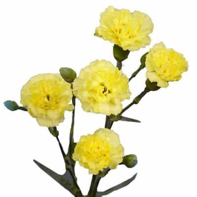 Carnations, Miniature, Yellow