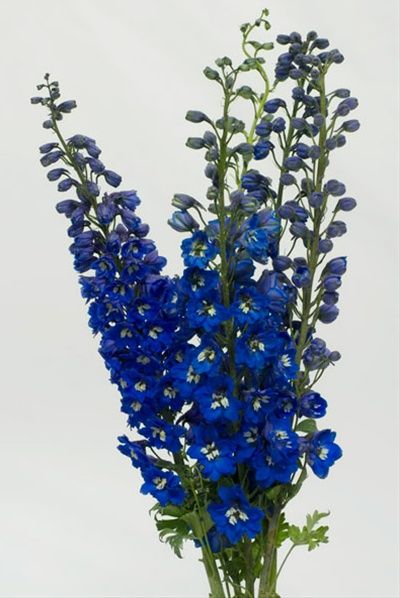 Delphinium, Dark Blue