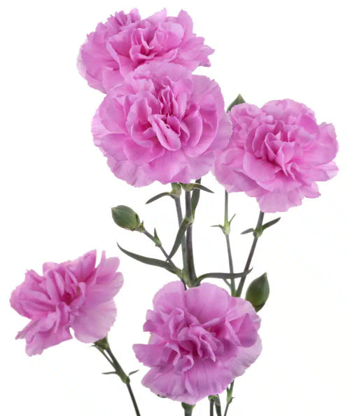 Carnations, Miniature, Lavender