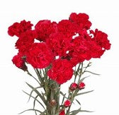 Carnations, Miniature, Red