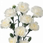 Carnations, Miniature, White