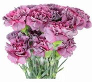 Carnations, Hypnosis