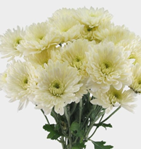 Chrysanthemum, Cushion White