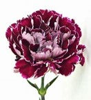 Carnations, Minerva