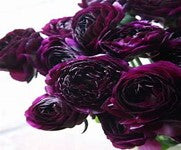 Ranunculus, Deep Purple