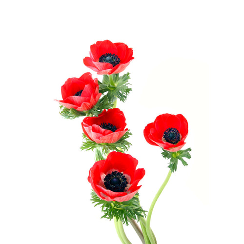 Anemone, Red