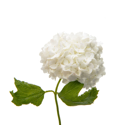 Bulk Wedding Flower DIY Package - Blush, Dusty Rose and Cream