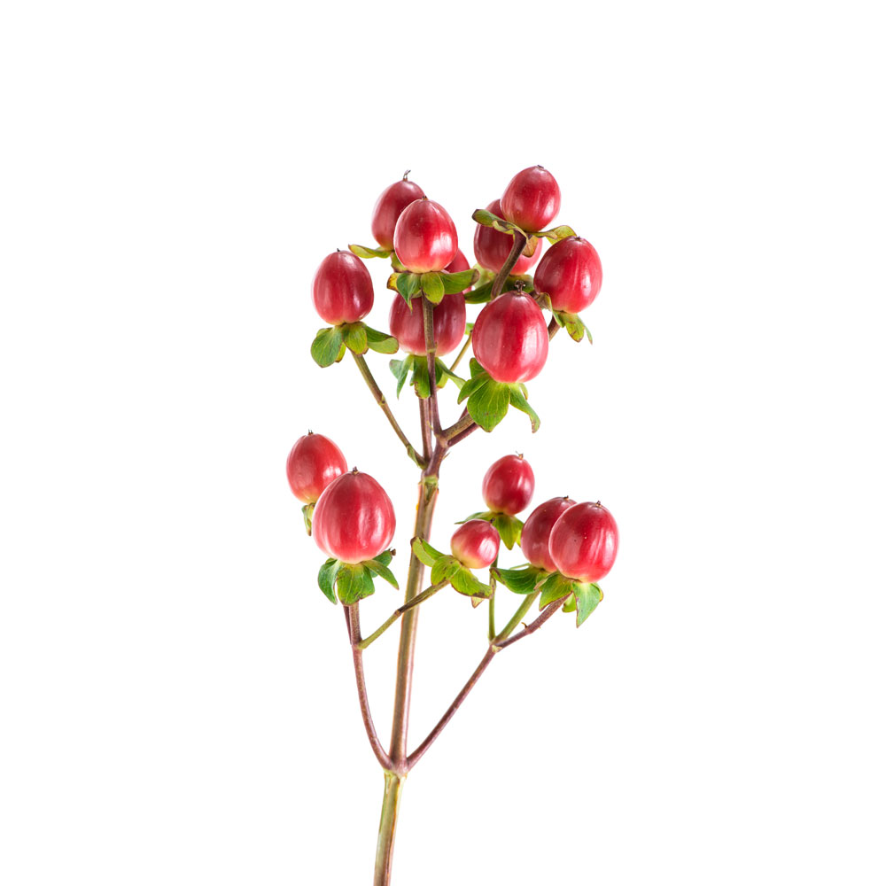 Red Hypericum