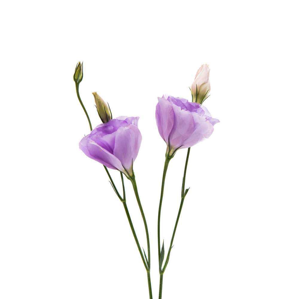 Lisianthus, Lavender