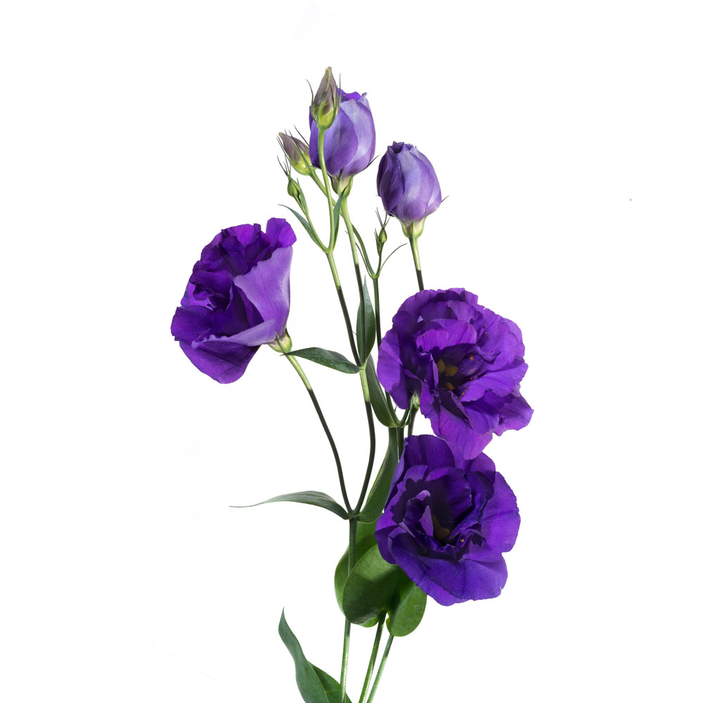 Lisianthus, Purple