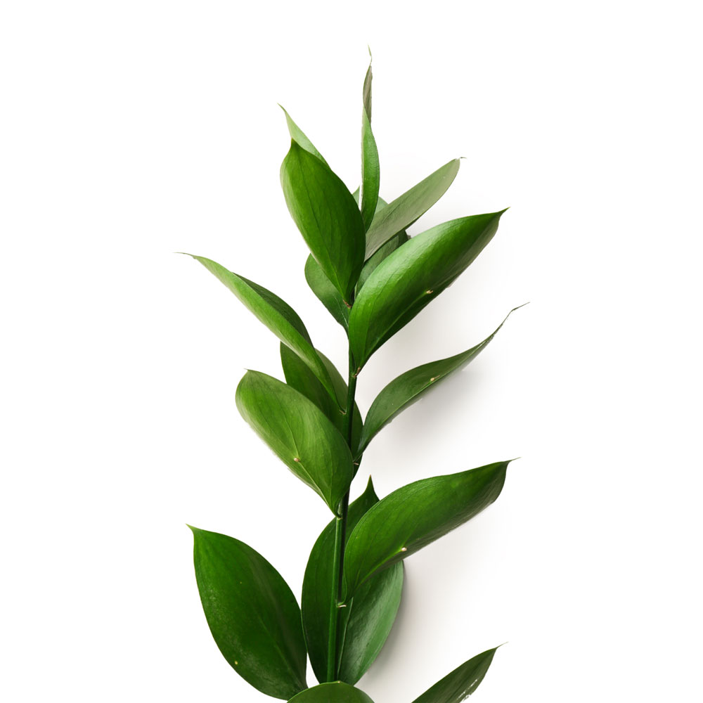 Bulk Wedding Flower Greenery - Israeli Ruscua – DaisyDIYFlowers