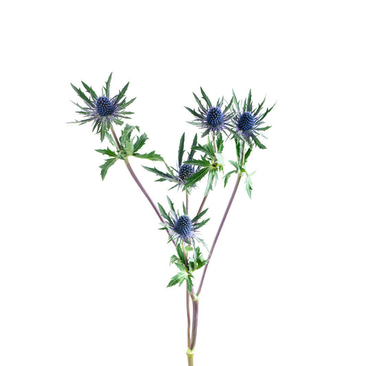 Thistle Eryngium, Blue