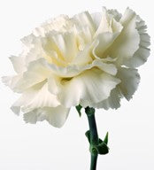 Carnations, White